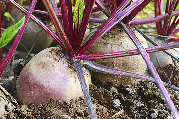 Image showing A very large ripe beets