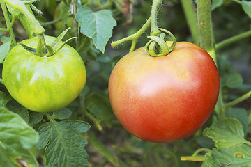 Image showing Red and green tomatoes on a branch