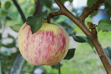 Image showing Shiny pink apple on a branch