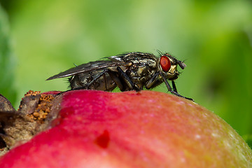 Image showing Fly on apple