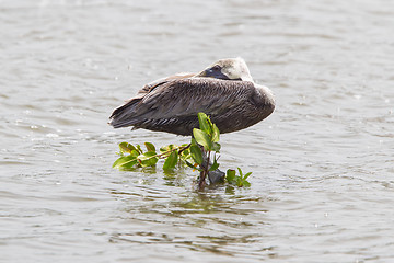 Image showing Brown pelican (Pelecanus occidentalis)