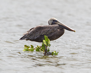 Image showing Brown pelican (Pelecanus occidentalis)