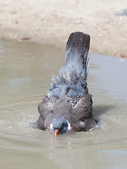 Image showing Wood Pigeon palumbus taking a bath in a pond