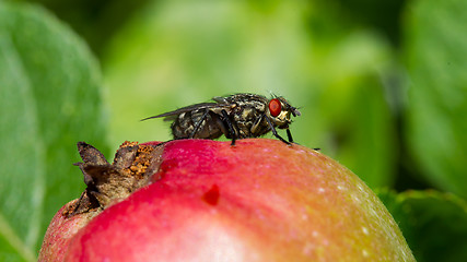 Image showing Fly on apple