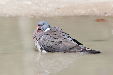 Image showing Wood Pigeon palumbus taking a bath in a pond