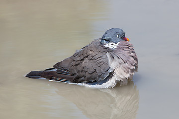 Image showing Wood Pigeon palumbus taking a bath in a pond