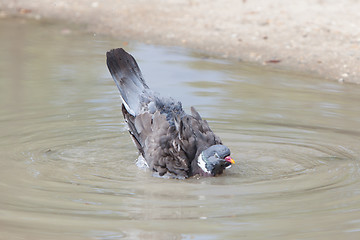 Image showing Wood Pigeon palumbus taking a bath in a pond