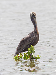 Image showing Brown pelican (Pelecanus occidentalis)