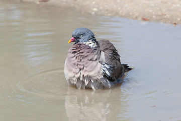 Image showing Wood Pigeon palumbus taking a bath in a pond