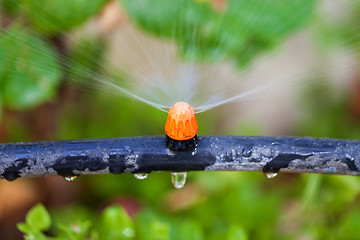 Image showing Watering plants and grass by nozzle