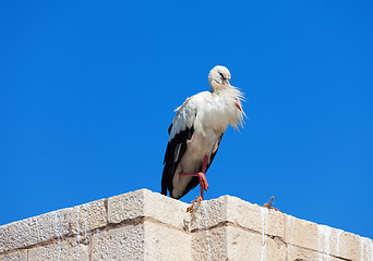 Image showing Stork on the wall