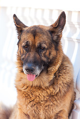 Image showing Portrait of sad shepherd dog