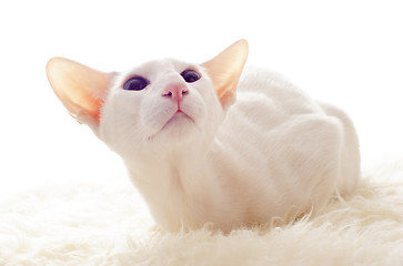 Image showing white oriental cat