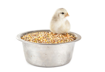 Image showing young chick and cereals