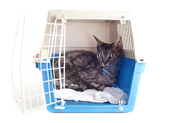 Image showing cat in pet carrier