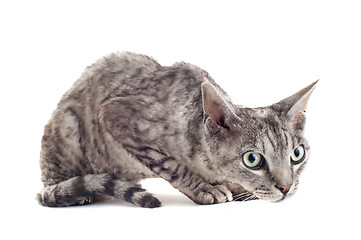 Image showing devon rex cat