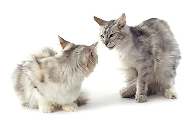 Image showing maine coon cats