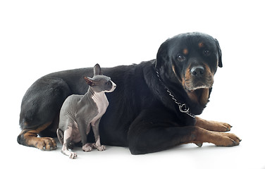 Image showing Sphynx Cat and rottweiler