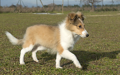 Image showing running puppy shetland