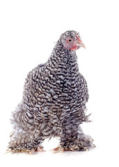 Image showing orpington chicken