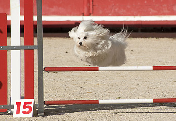 Image showing maltese dog  in agility
