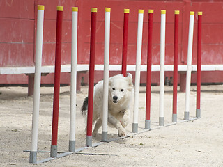 Image showing border collie in agility