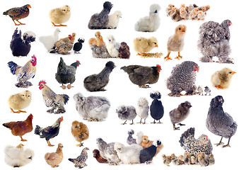 Image showing group of bantam