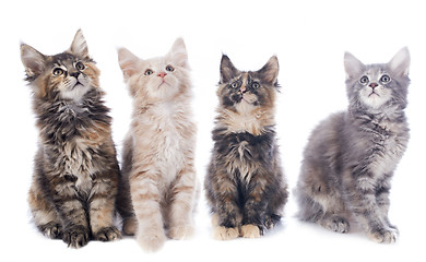 Image showing maine coon kitten