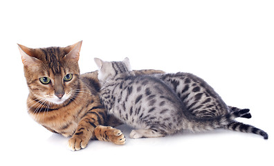 Image showing bengal cat and kitten