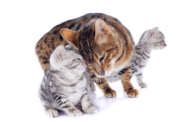 Image showing bengal cats and tenderness