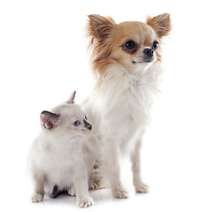 Image showing chihuahua and siamese kitten