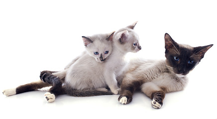 Image showing siamese cat and kitten