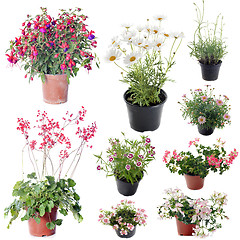 Image showing flower plants in pot