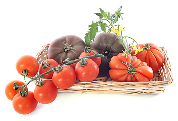 Image showing varieties of tomatoes