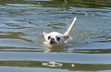 Image showing swimming chihuahuas