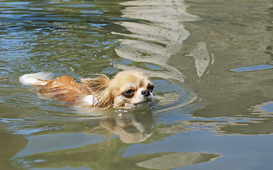 Image showing swimming chihuahua