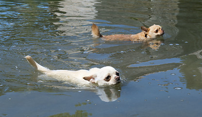 Image showing swimming chihuahuas