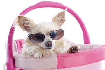 Image showing chihuahua and sunglasses