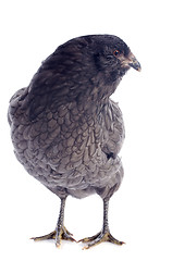 Image showing araucana chicken