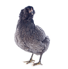 Image showing araucana chicken