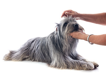 Image showing grooming of Pyrenean sheepdog 