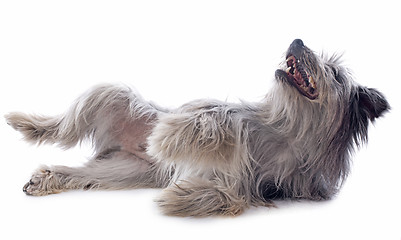 Image showing Pyrenean sheepdog 