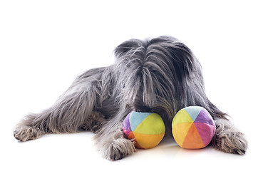 Image showing Pyrenean sheepdog ans toys