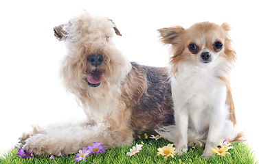 Image showing lakeland terrier and chihuahua