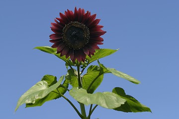 Image showing red sunflower