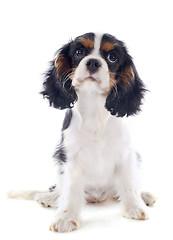 Image showing puppy cavalier king charles