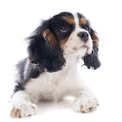 Image showing puppy cavalier king charles