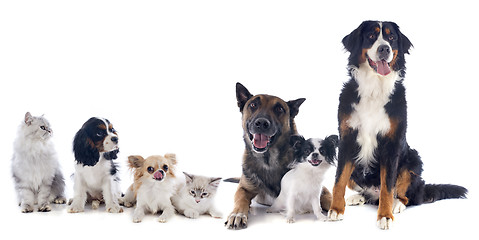 Image showing dogs and cats