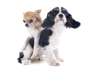 Image showing cavalier king charles and chihuahua