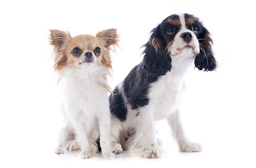 Image showing cavalier king charles and chihuahua